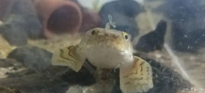 سمك ابو بشير سمكه البشير التايجر 4