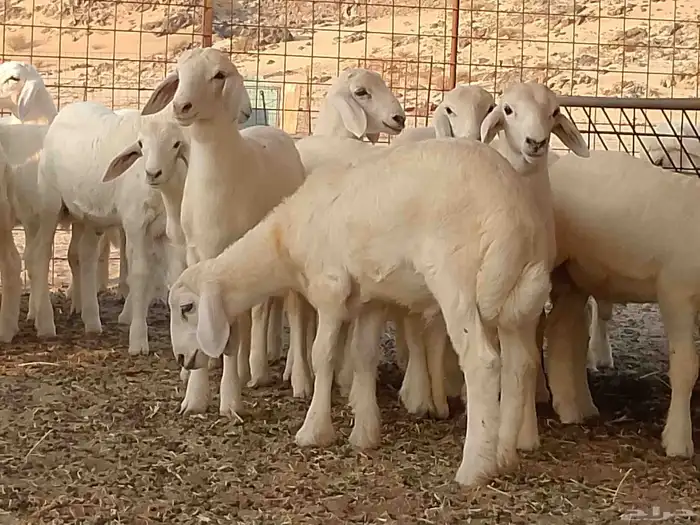 طليان تربيه للبيع 3