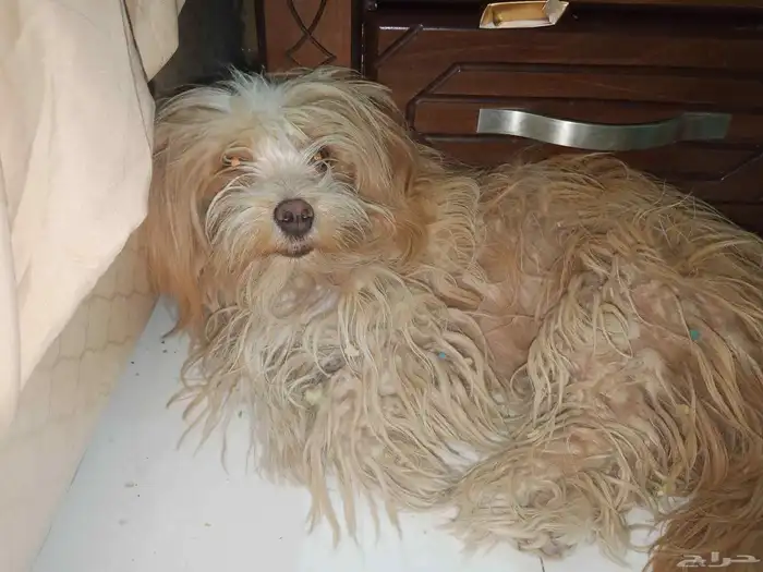 كلب مالتيز انثى عمر سنه لعوب اليفه سبب البيع رفض الاهل 1