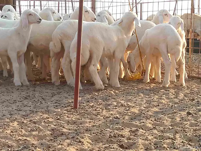 طليان تربيه للبيع 0