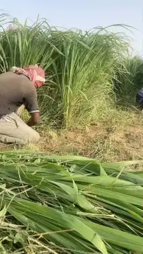 بلوبنك زراعي 1