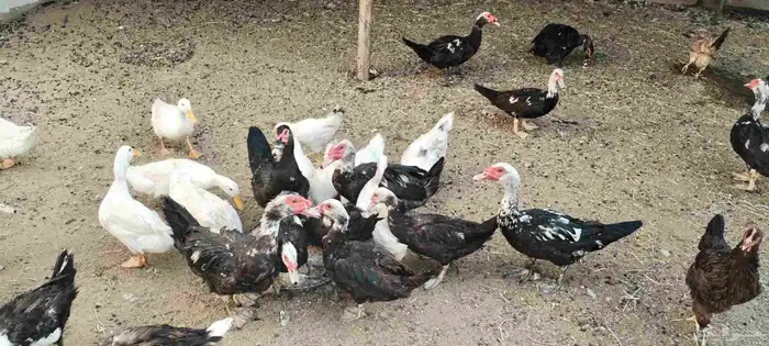 بط و وز. للبيع.عدد البط 12وعدد الوز 16 الحد 1500 ريال 2