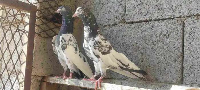 حمام باكستاني 0