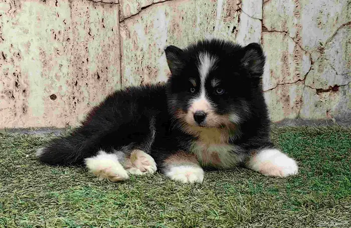 كلاب هاسكي جراوي 9