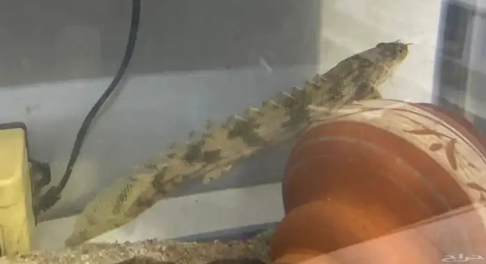 سمك ابو بشير سمكه البشير التايجر 3