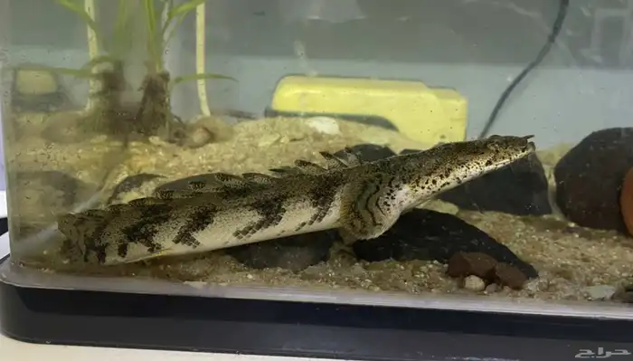 سمك ابو بشير سمكه البشير التايجر 1