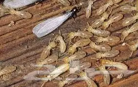 شركة مكافحة حشرات بالجبيل ورش مبيدات بالدمام بالقطيف 5