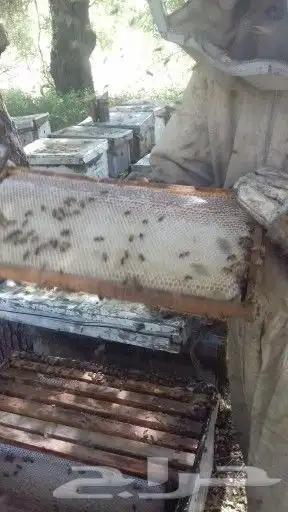 مربي نحل   يبحث عن عمل الجنسية سوداني موجود في السودان 0