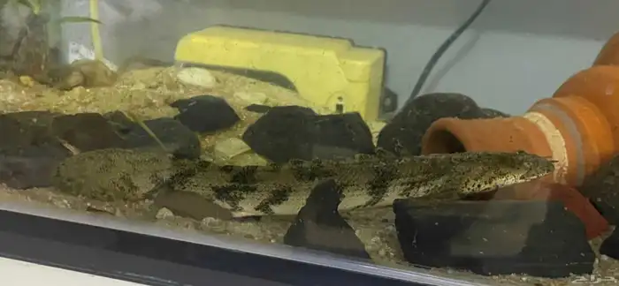 سمك ابو بشير سمكه البشير التايجر 2