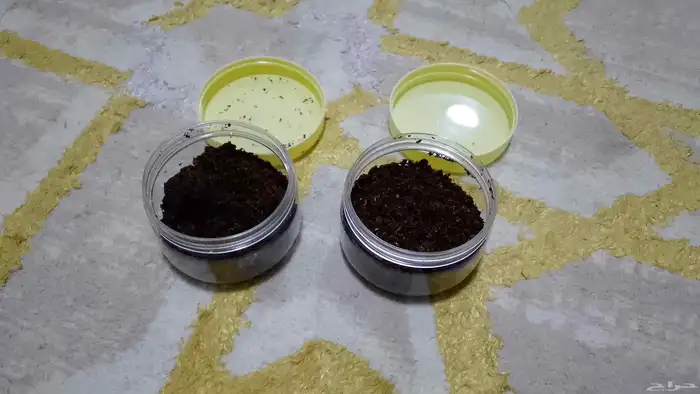 بخور معمول فاخر من الاخر والكميه محدوده 0