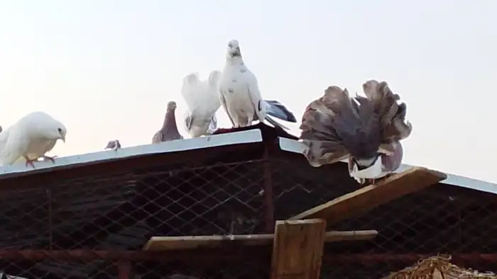 للبيع حمام هجين رقاص المجارده 7