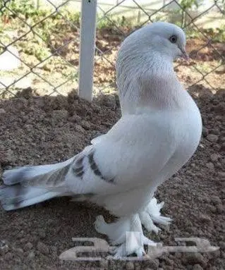 حمام تركي خوارج فواخر( تم البيع تم البيع ) 0