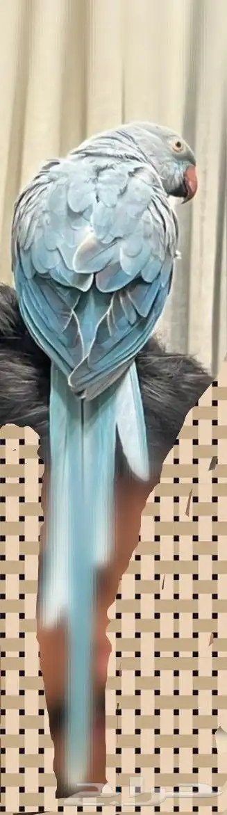 درة هولندي لون مميز 8