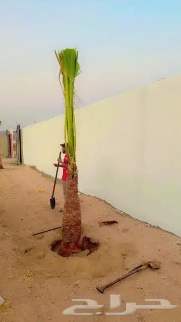 نخل للبيع بجميع انواعه وكافت مقاساته 12