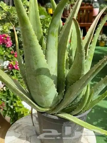 يوجد جميع انواع الاشجار والنباتات يوجد تيل طبيعي يوجد صيانية 2