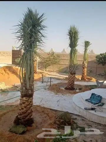 نخل للبيع بجميع انواعه وكافت مقاساته 4