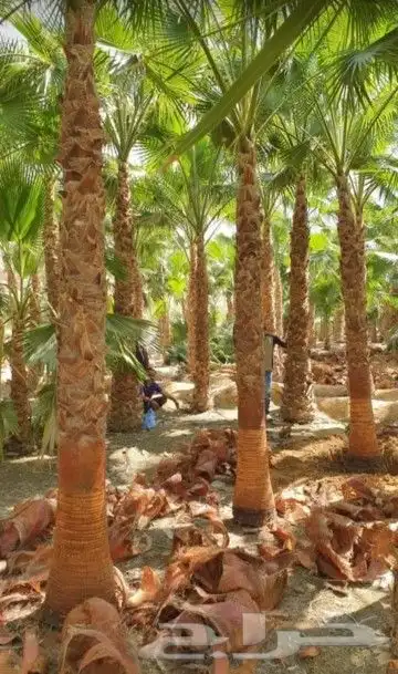 نخل للبيع بجميع انواعه وكافت مقاساته 7
