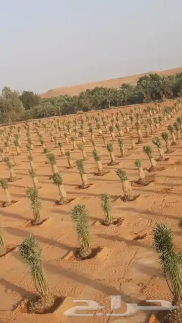 تركيب شبوك امنيه   وتوريد النخيل   وتركيب الحجر الطبيعي 8