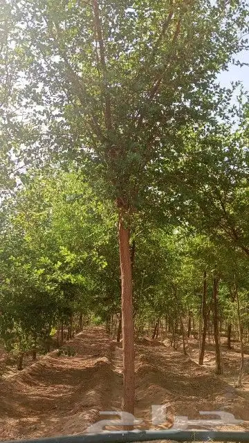 سدر بلدي وصيني 5