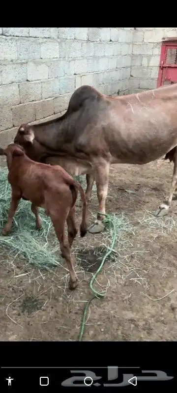 بقره بلدي منتوج يتبعها حسيل 0