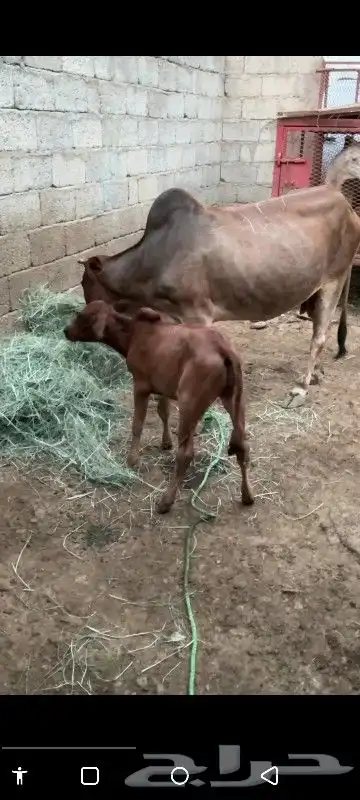 بقره بلدي منتوج يتبعها حسيل 1