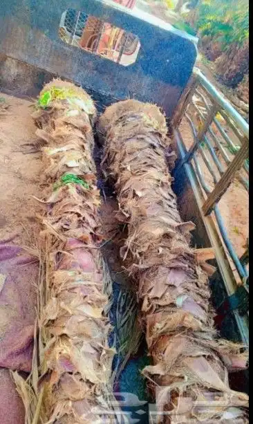 نخل واشنطن زينه 8