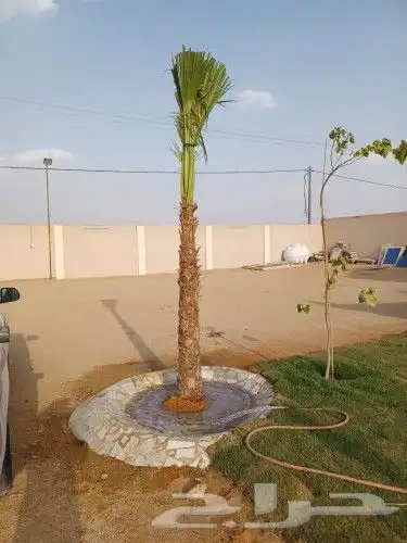 نخل للبيع بجميع انواعه وكافت مقاساته 2