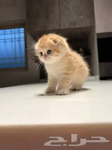 بسه صغيره للبع 0