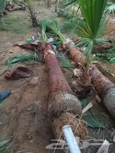 نخل للبيع بجميع انواعه وكافت مقاساته 9