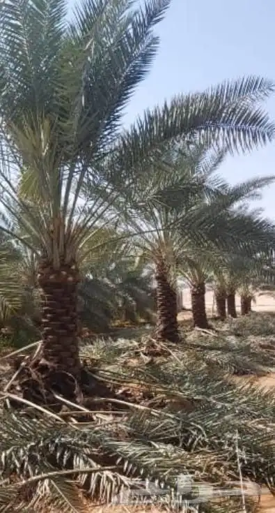 يوجد جميع انواع النخيل إلى جميع أنحاء المملكة 5
