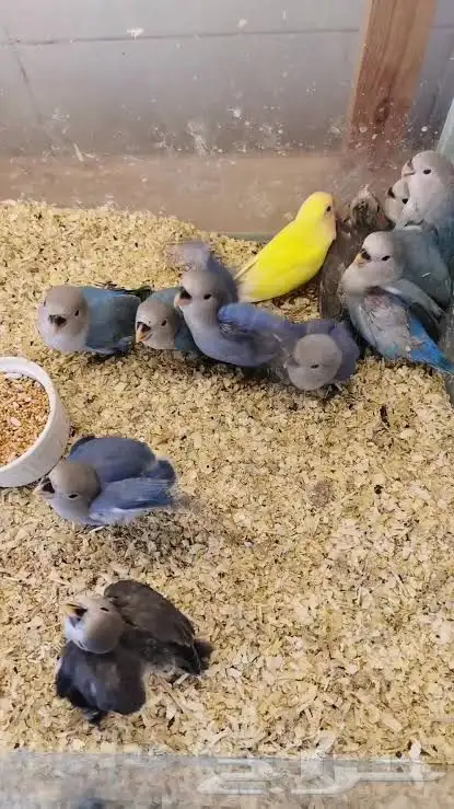 فروخ كروان روز كنيور 2