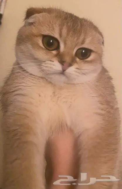 قطة سكوتش فولد بيور 0