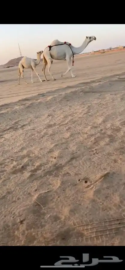 عشرا معها قعود ومنوة القناي 0