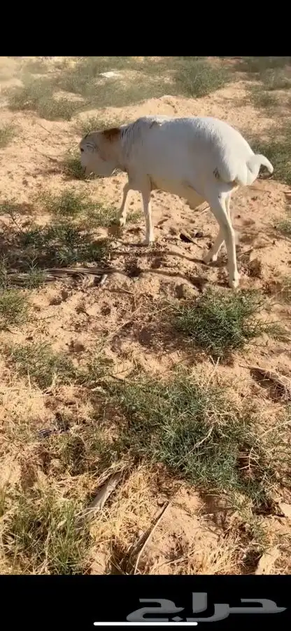 سواكني ورفيدي وبرابر مرابي 6 شهور 6