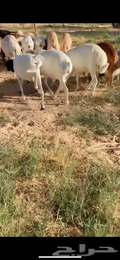 سواكني ورفيدي وبرابر مرابي 6 شهور 4