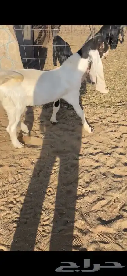 تيس هولندي مشروع فحل 2