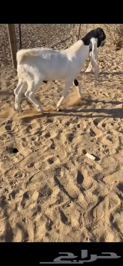 تيس هولندي مشروع فحل 4