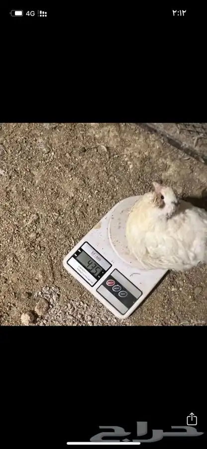 سمان تكساس العملاق بياض 3