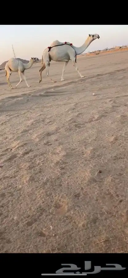 عشرا معها قعود ومنوة القناي 1