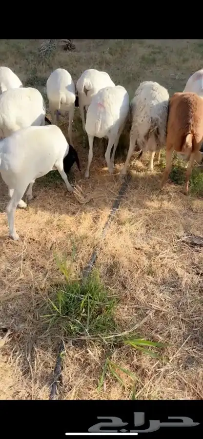 سواكني ورفيدي وبرابر مرابي 6 شهور 1