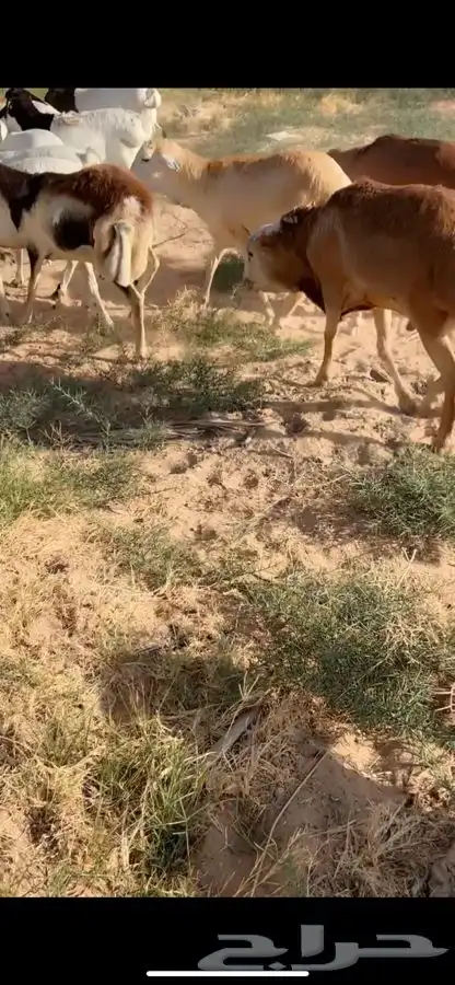 سواكني ورفيدي وبرابر مرابي 6 شهور 5