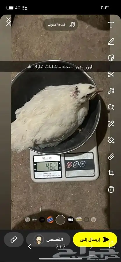 سمان تكساس العملاق بياض 2