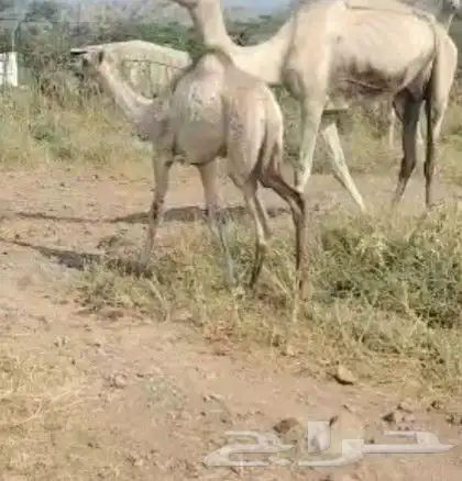 بكرة العمر 4 شهور 0