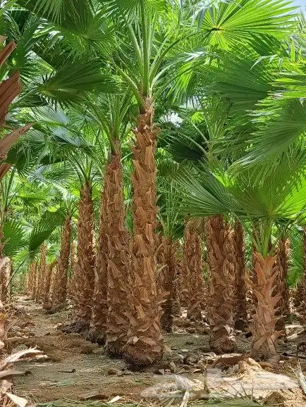 نخل للبيع بجميع انواعه وكافت مقاساته 1