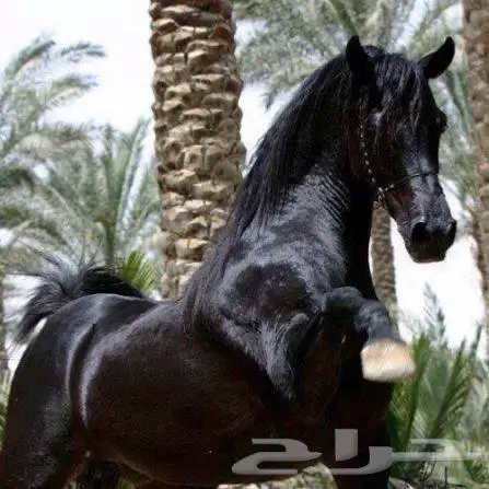 عسف وتدريب الخيل 0