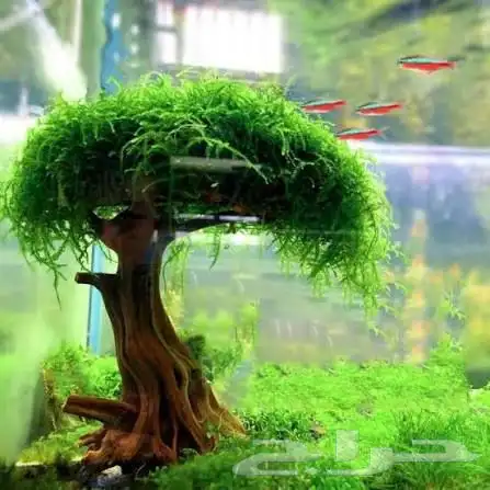 نباتات مائية ( جافا موس ) Java Moss 6