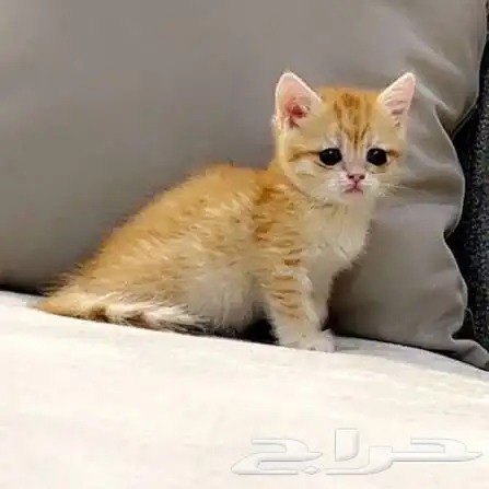 قطوه انثى العمر6 اشهر 0