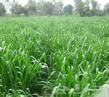 بلوبنك زراعي 2