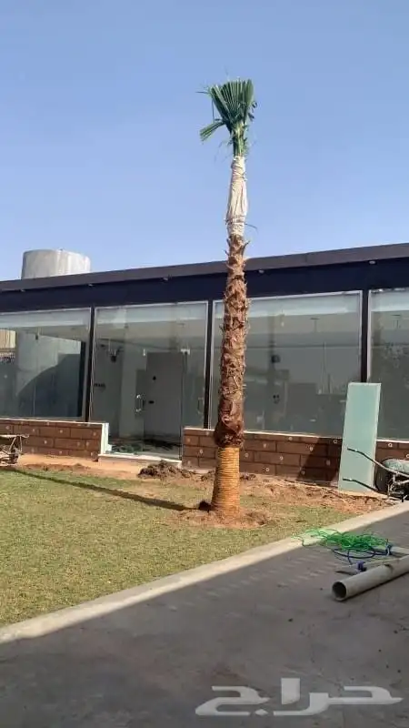 نخل واشنطن زينه 7