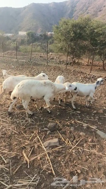 للبيع فحل حري حار مشروط 0